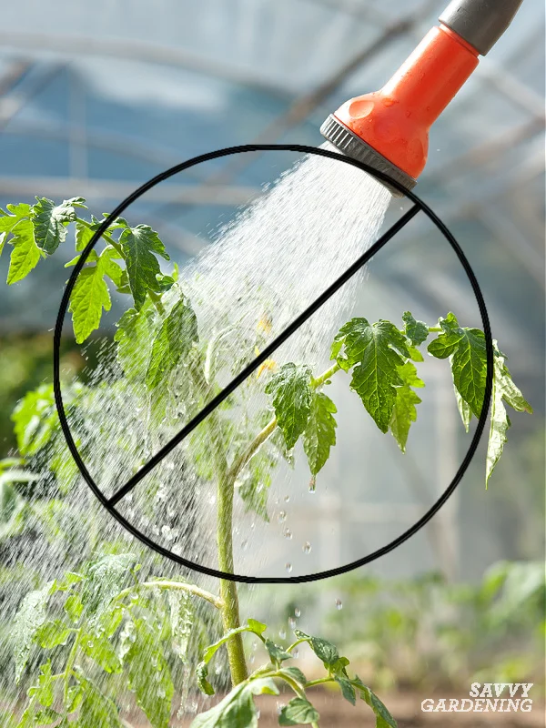 When Should I Water My Tomato Plants?