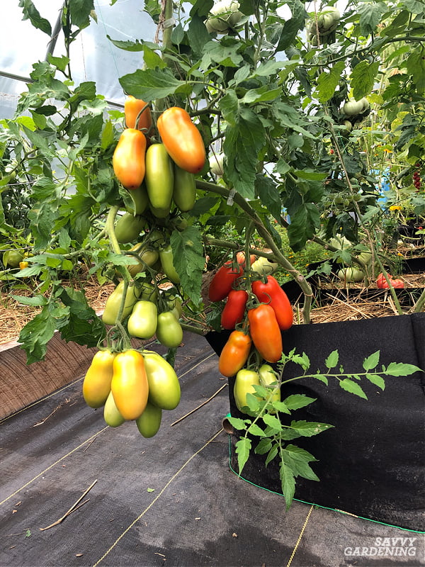When Should I Water My Tomato Plants? When Should I Water My Tomato Plants?