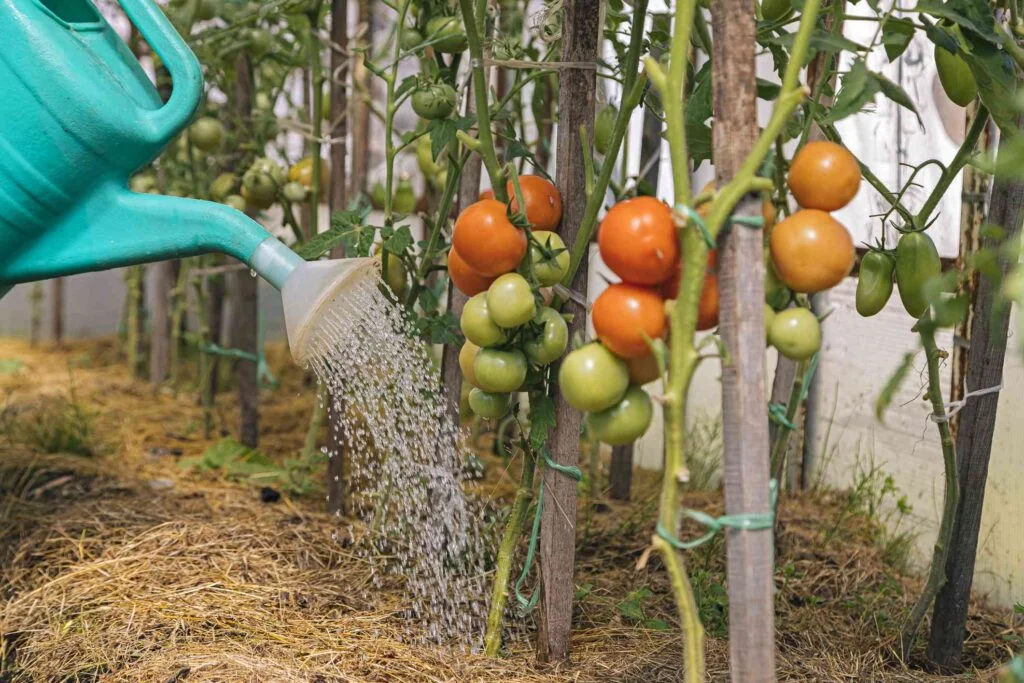 When Should I Water My Tomato Plants?