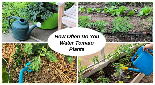 When Should I Water My Tomato Plants?