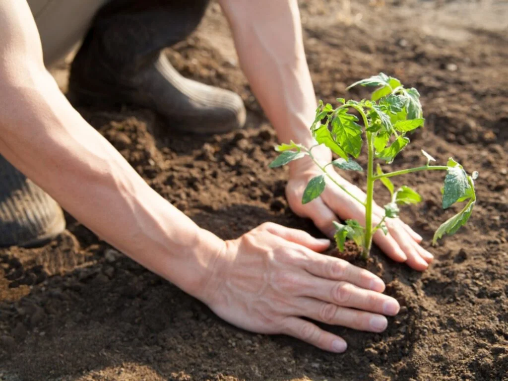 When Should You Plant Tomatoes Outside
