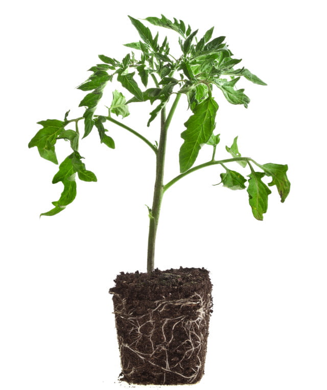 When Should You Plant Tomatoes Outside