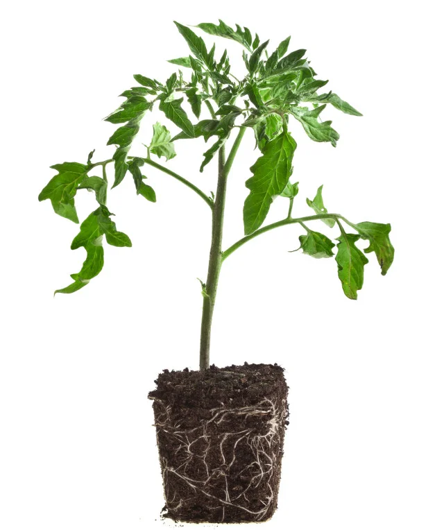 When Should You Plant Tomatoes Outside