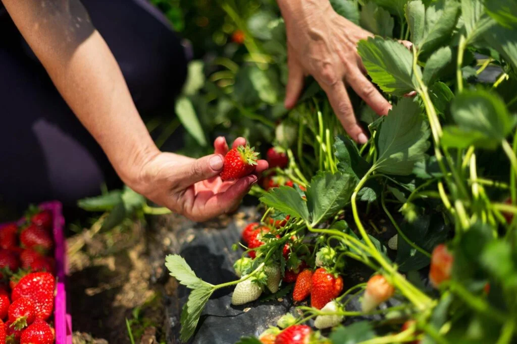 Where Do Strawberries Grow Best?