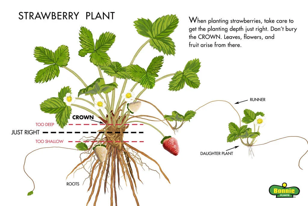 Where Do Strawberries Grow Best?