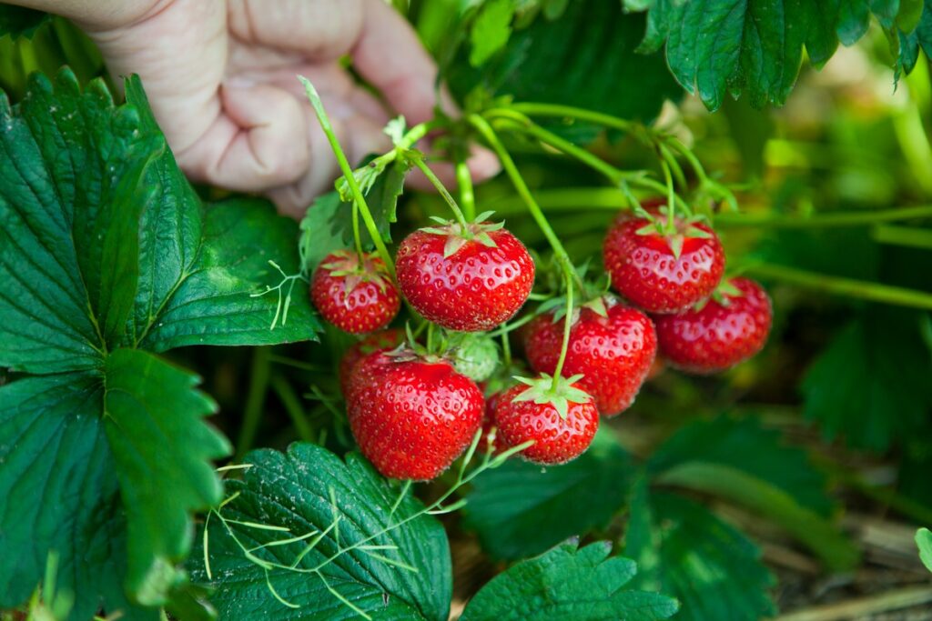 Where Do Strawberries Grow Best?