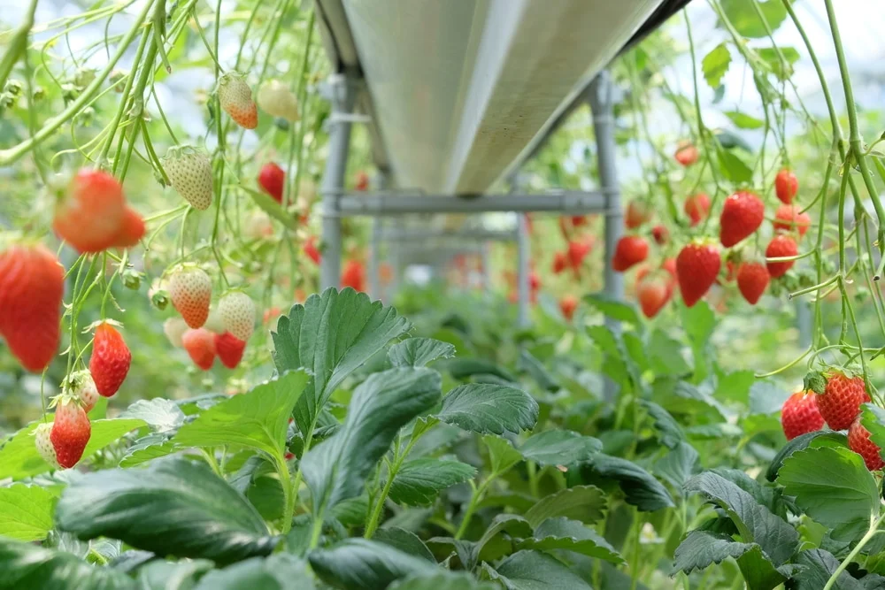 Where Do Strawberries Grow In Europe?