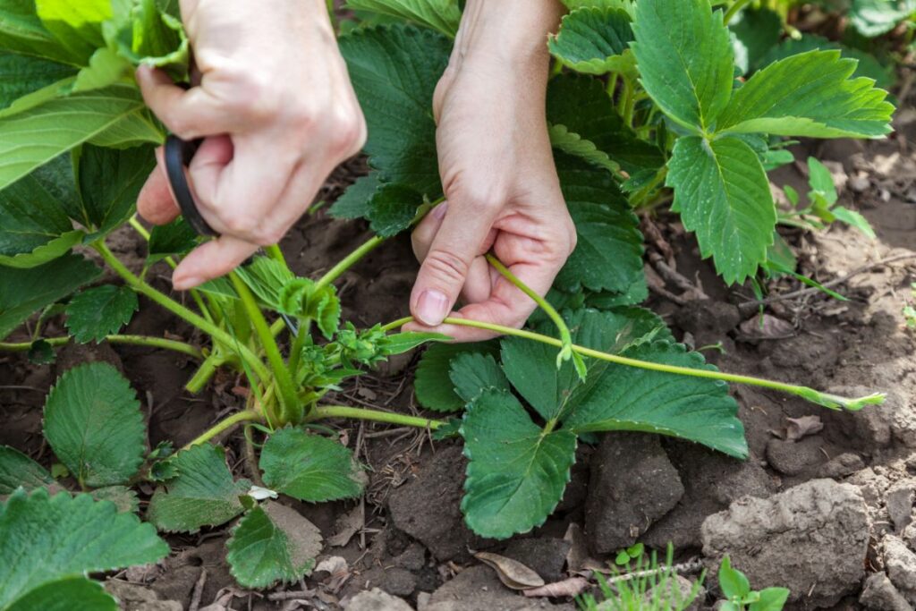 Where To Cut Strawberries Off Plant? Where To Cut Strawberries Off Plant?