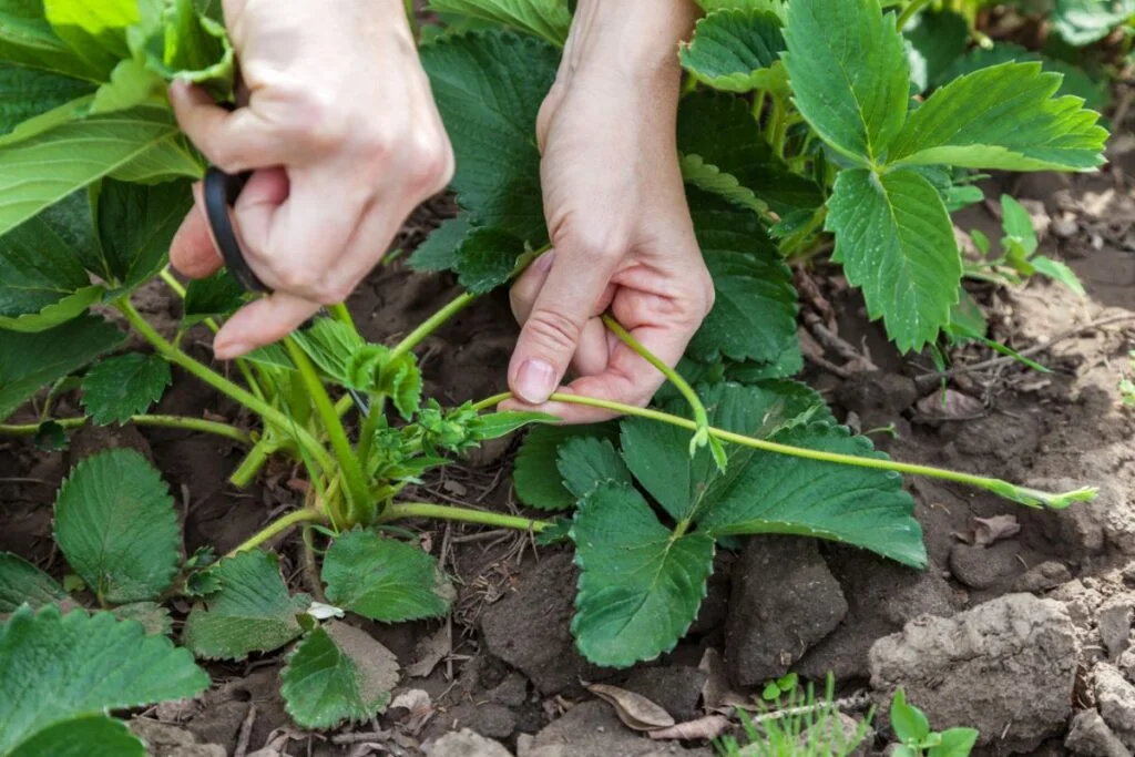 Where To Cut Strawberries Off Plant?