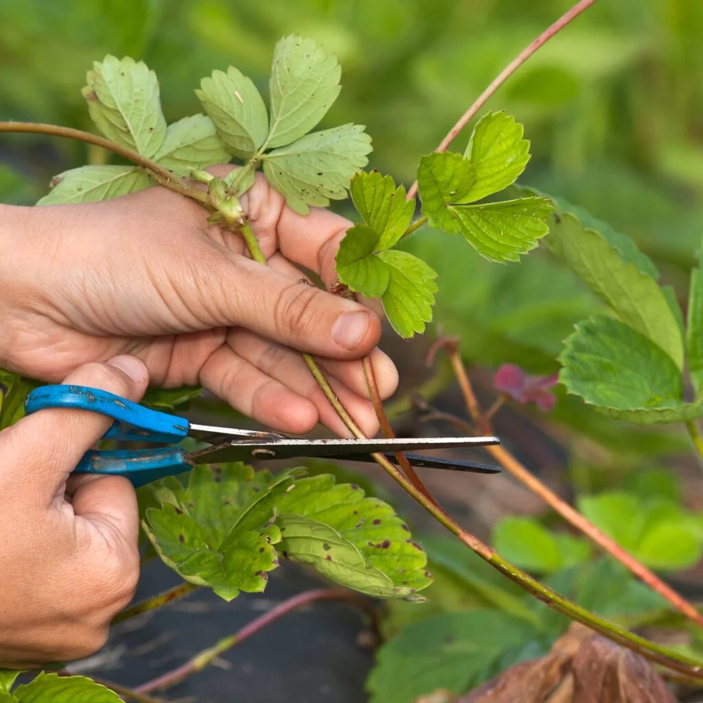 Where To Cut Strawberries Off Plant?