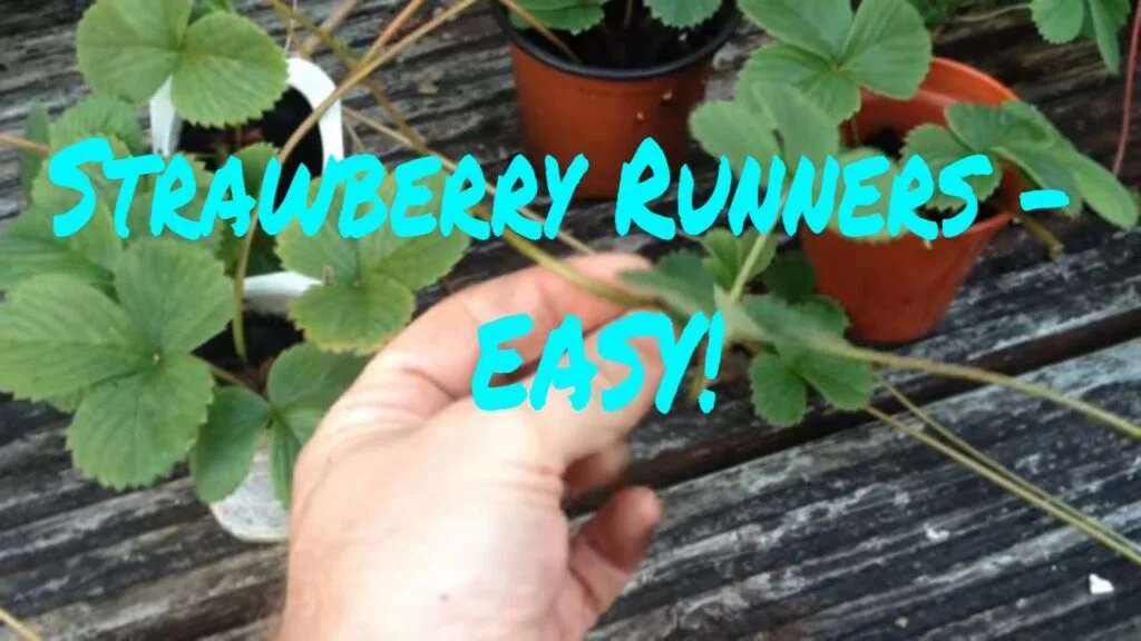 Where To Cut Strawberries Off Plant?