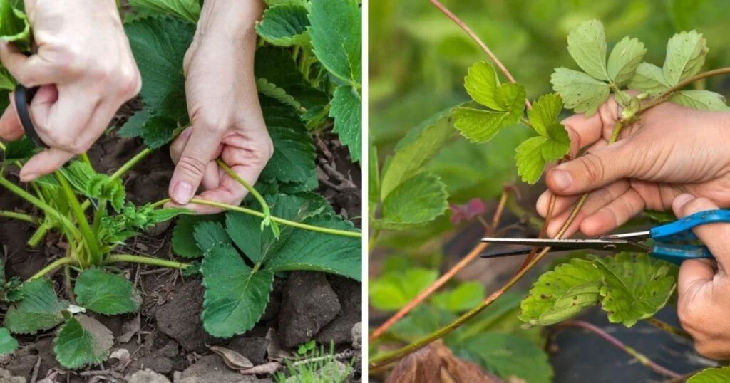 Where To Cut Strawberries Off Plant?