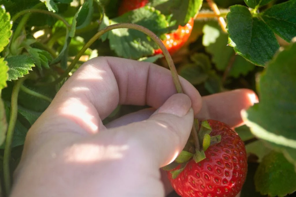 Where To Cut Strawberries Off Plant?