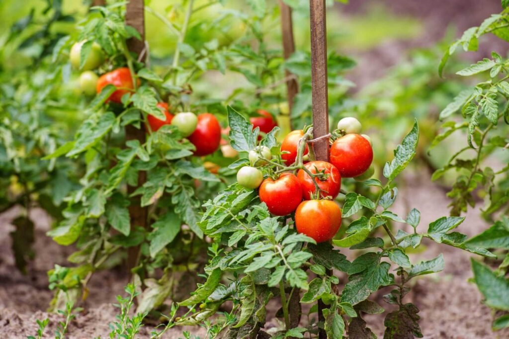 Which Season To Plant Tomatoes Which Season To Plant Tomatoes