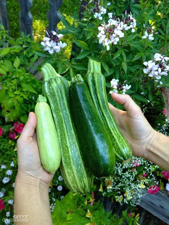 Why Are My Zucchini Not Growing Very Big? Why Are My Zucchini Not Growing Very Big?