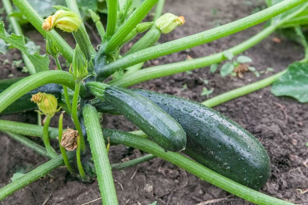 Why Are My Zucchini Not Growing Very Big? Why Are My Zucchini Not Growing Very Big?