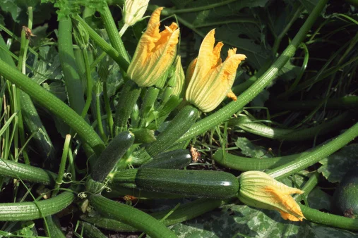 Why Are My Zucchini Not Growing Very Big? Why Are My Zucchini Not Growing Very Big?