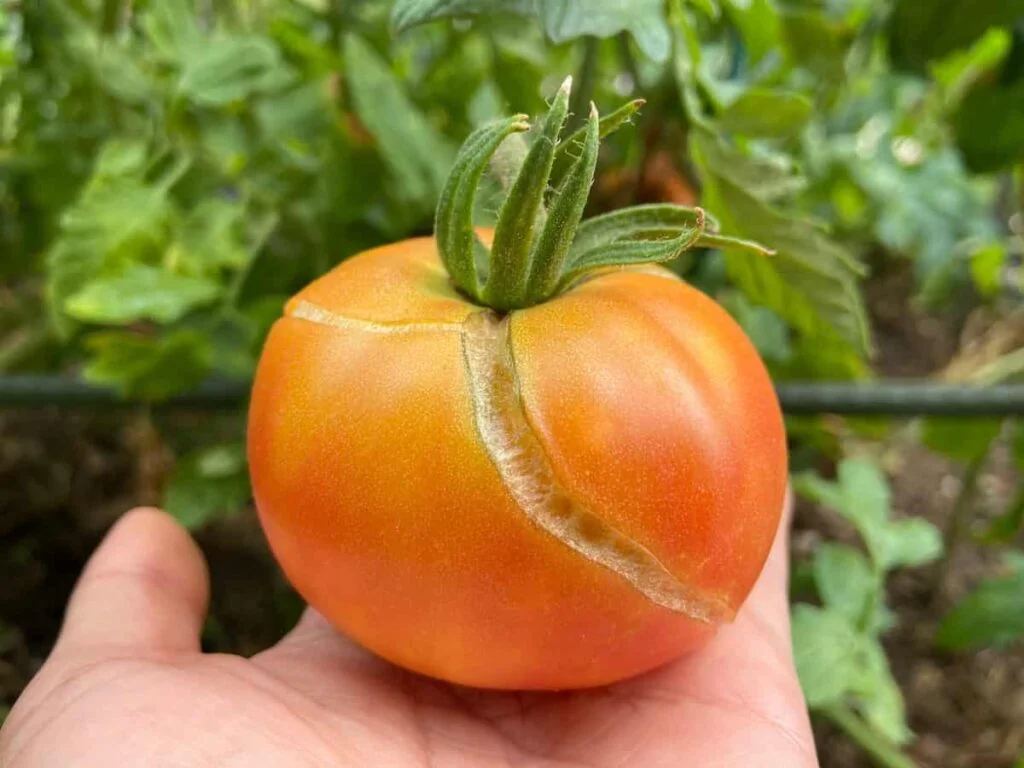Why Have My Tomatoes Split On The Plant