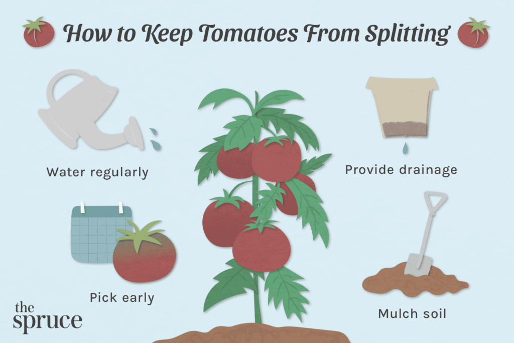 Why Have My Tomatoes Split On The Plant Why Have My Tomatoes Split On The Plant
