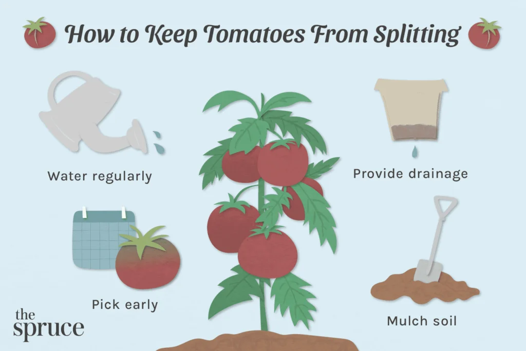 Why Have My Tomatoes Split On The Plant