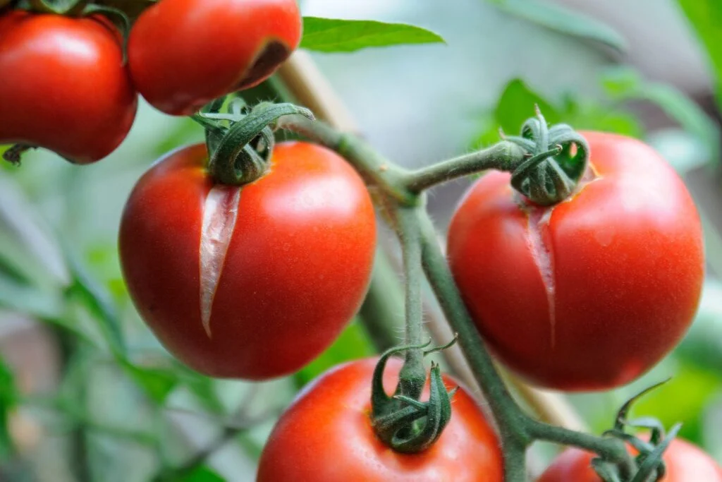Why Have My Tomatoes Split On The Plant
