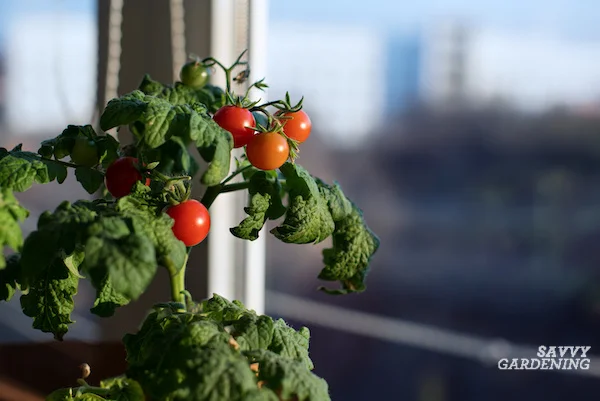 Will Tomatoes Grow From Last Years Plant
