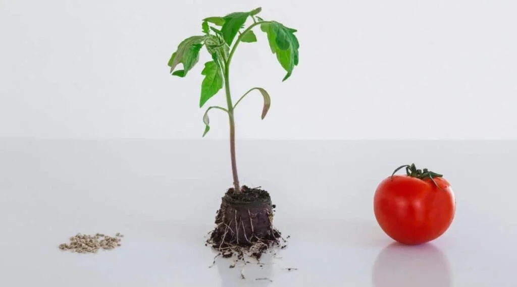 Will Tomatoes Grow From Last Years Plant
