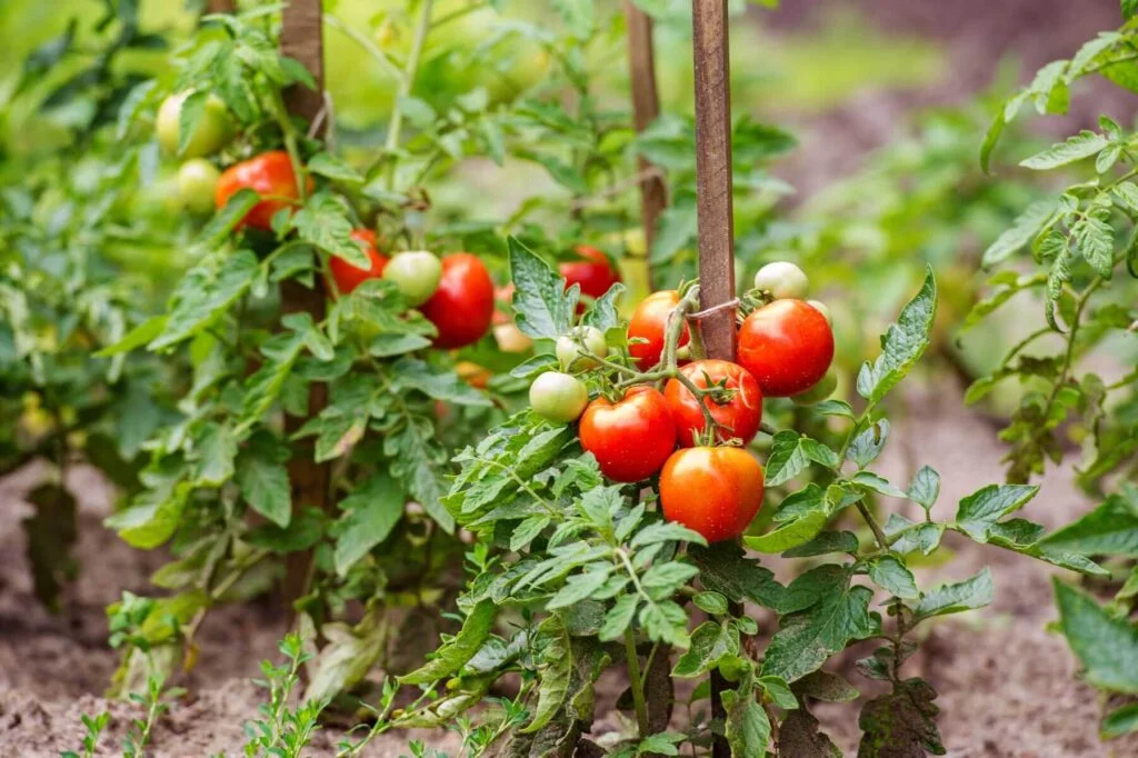 Will Tomatoes Grow From Last Years Plant
