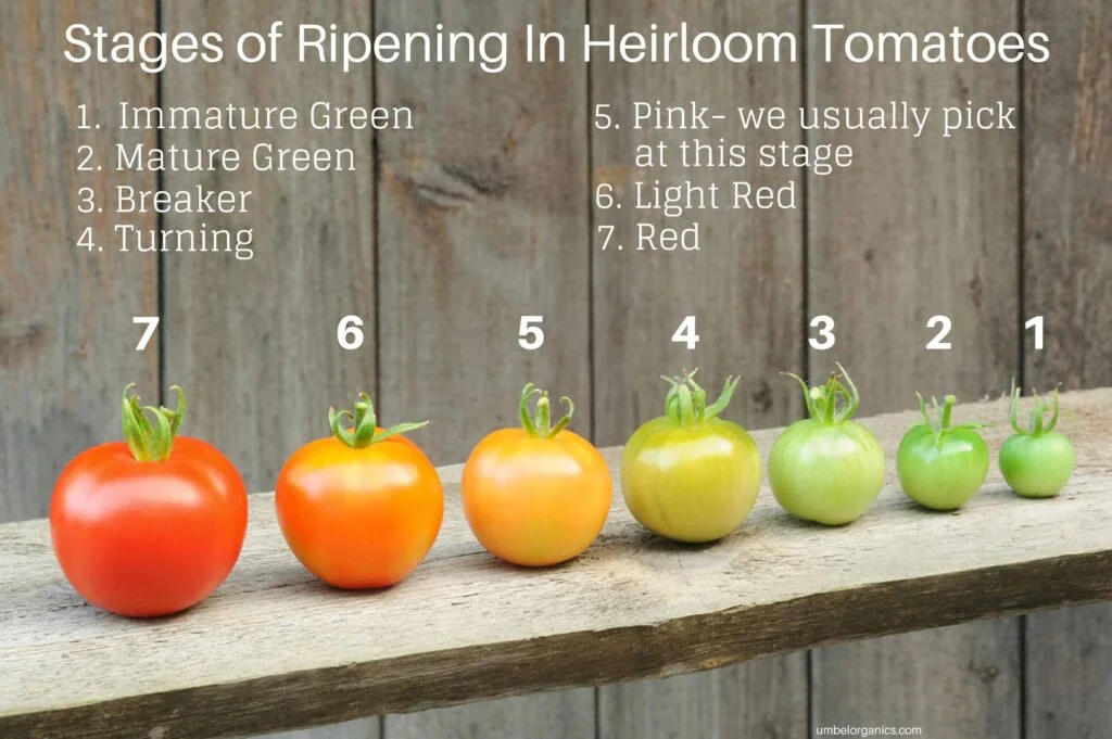Will Tomatoes Ripen Off The Plant