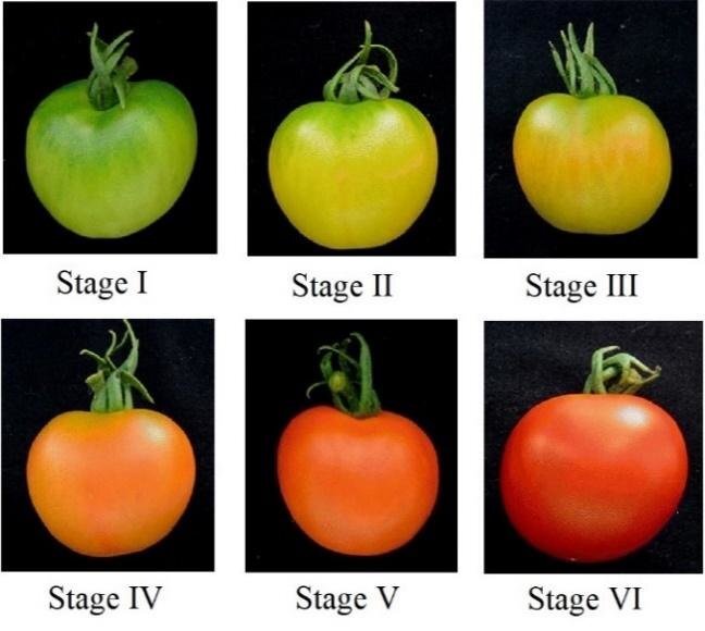 Will Tomatoes Ripen Off The Plant
