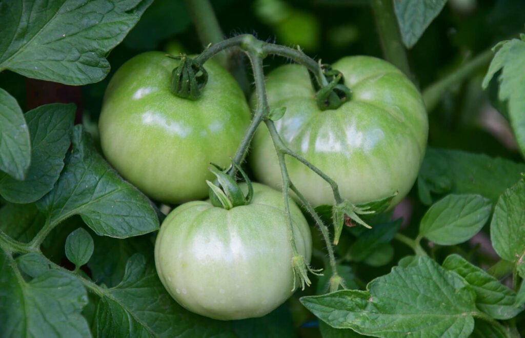 Will Tomatoes Ripen Off The Plant