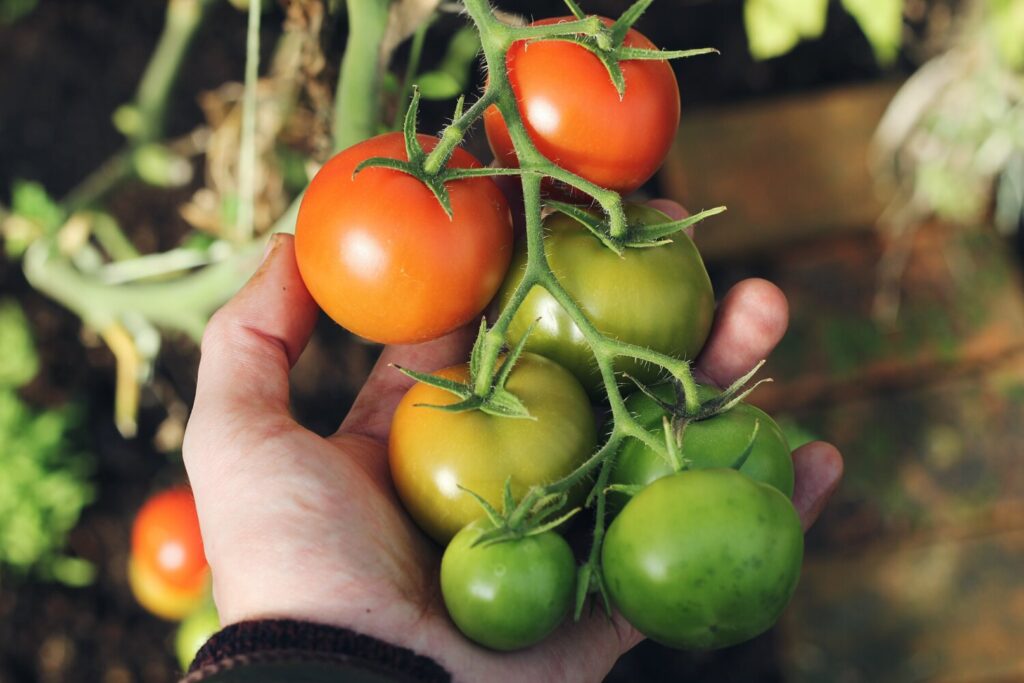 Will Tomatoes Ripen Off The Plant
