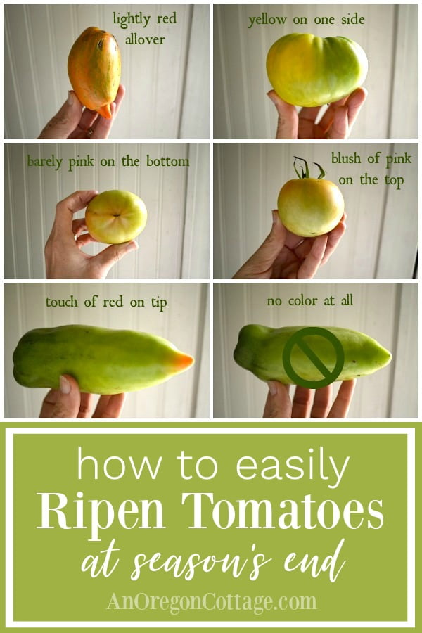 Will Tomatoes Ripen Off The Plant