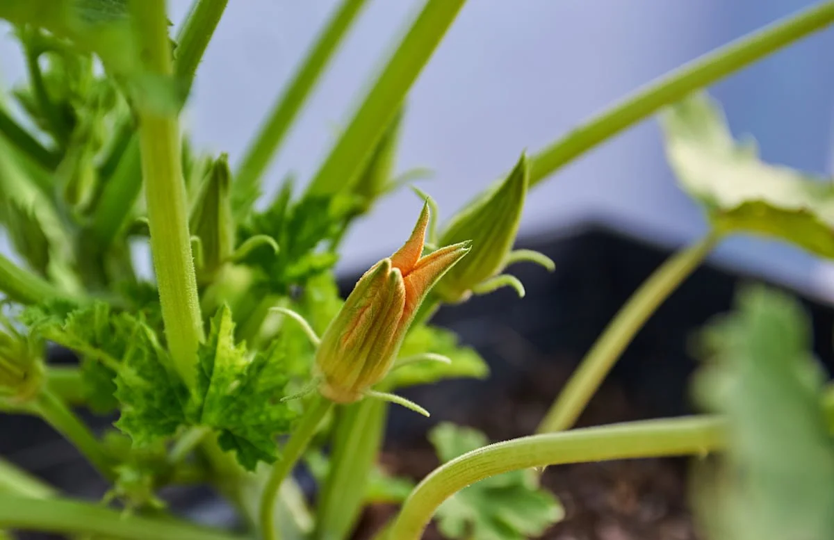 10 Tips for Increasing Female Zucchini Flower Production