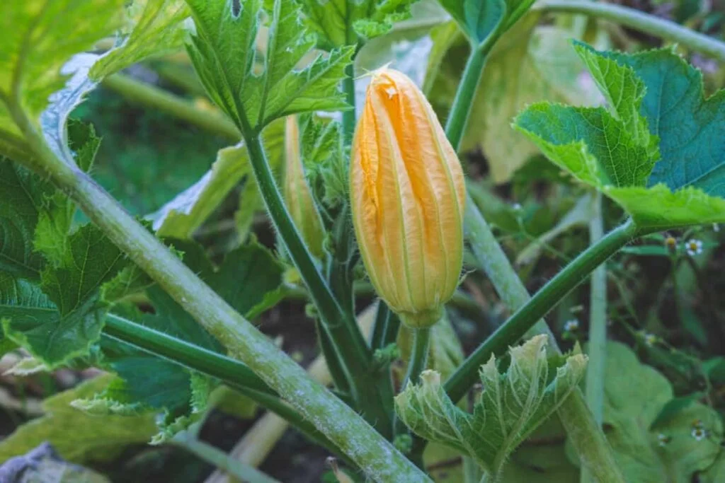 10 Tips for Increasing Female Zucchini Flower Production