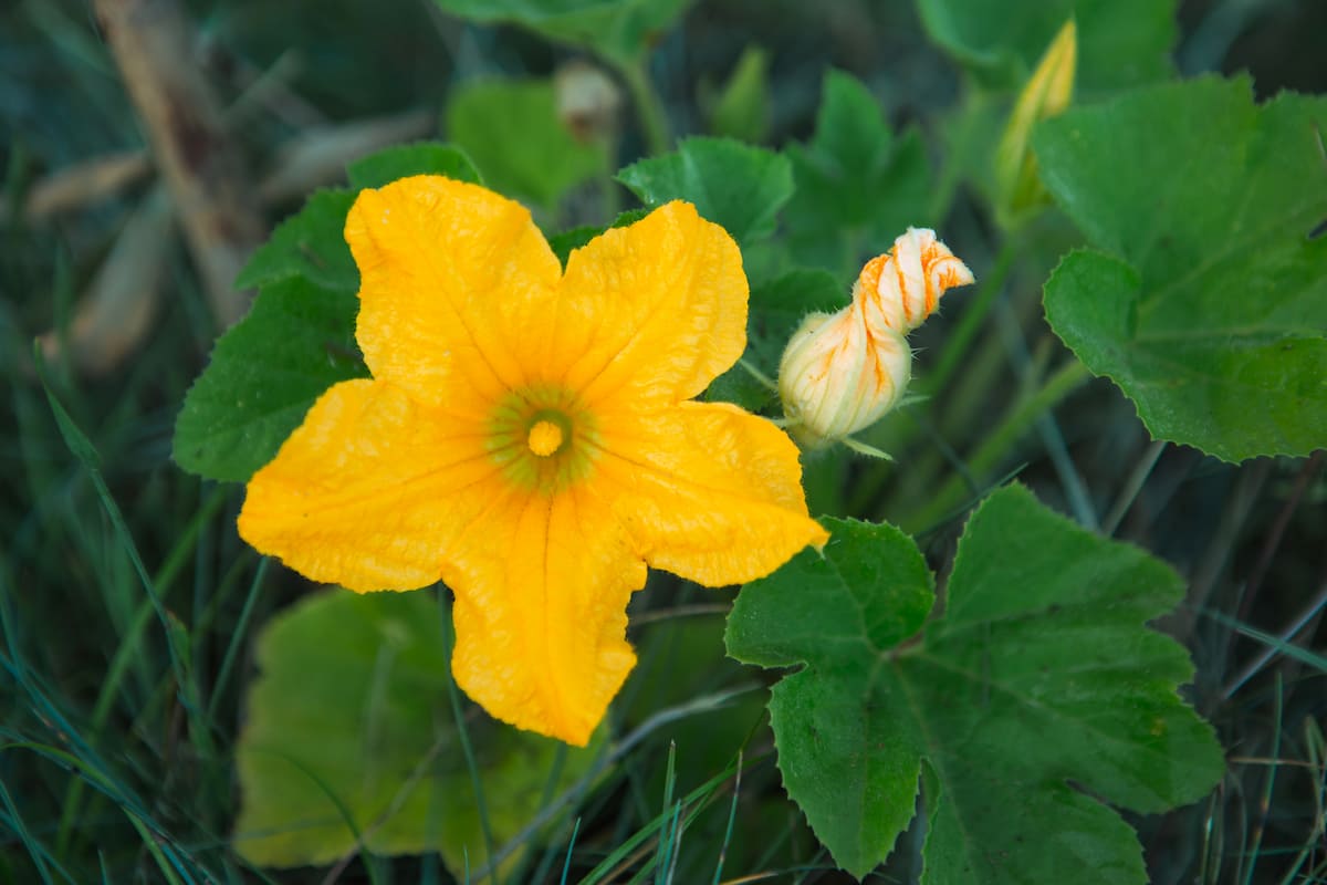 10 Tips for Increasing Female Zucchini Flower Production 10 Tips for Increasing Female Zucchini Flower Production