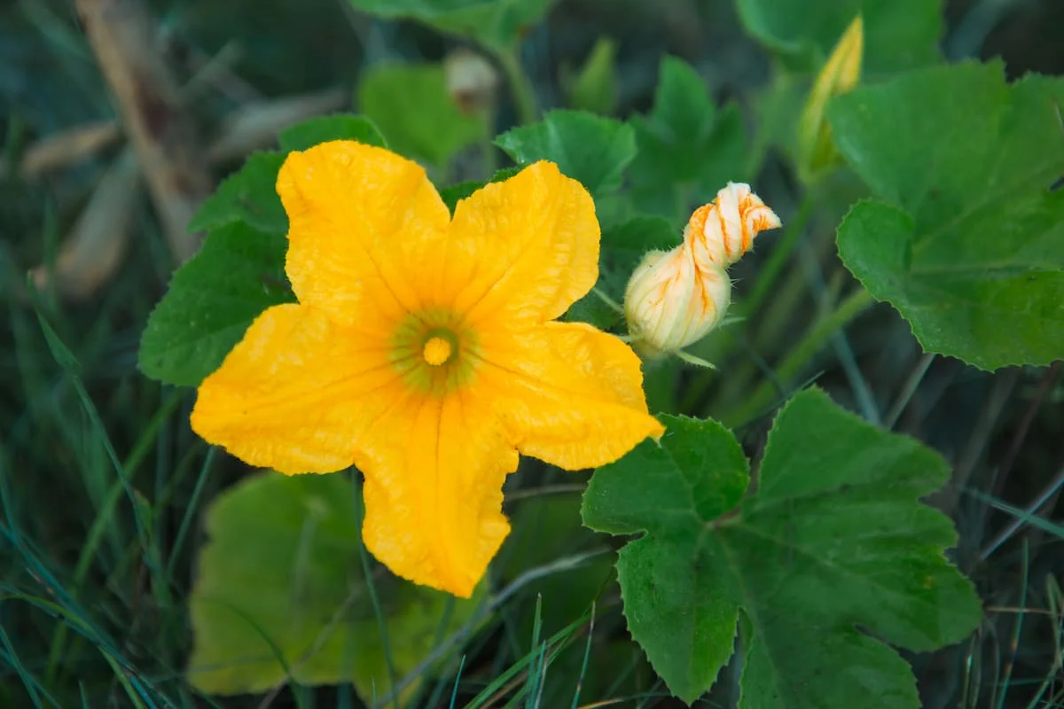 10 Tips for Increasing Female Zucchini Flower Production