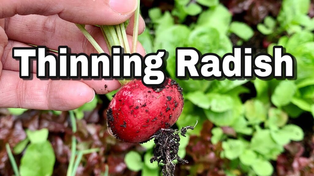 5 Easy Steps to Thin Out Radishes 5 Easy Steps to Thin Out Radishes