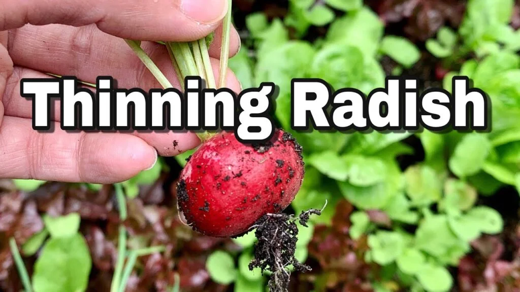 5 Easy Steps to Thin Out Radishes