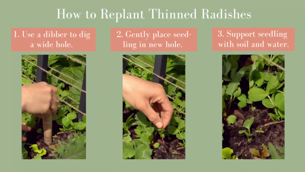 5 Easy Steps to Thin Out Radishes 5 Easy Steps to Thin Out Radishes