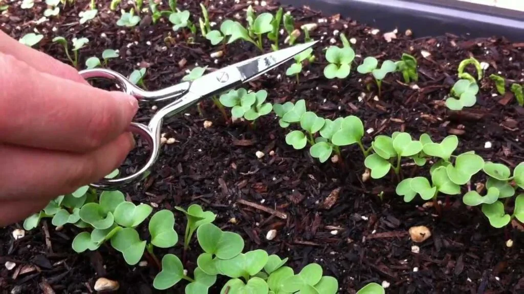 5 Easy Steps to Thin Out Radishes