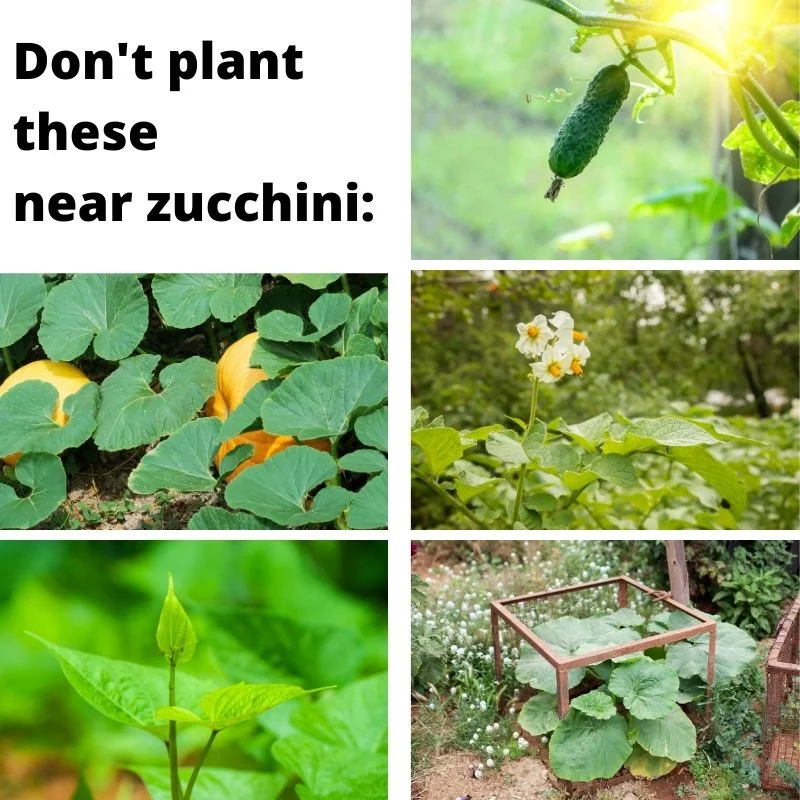 5 Plants You Should Never Grow Near Zucchini 5 Plants You Should Never Grow Near Zucchini