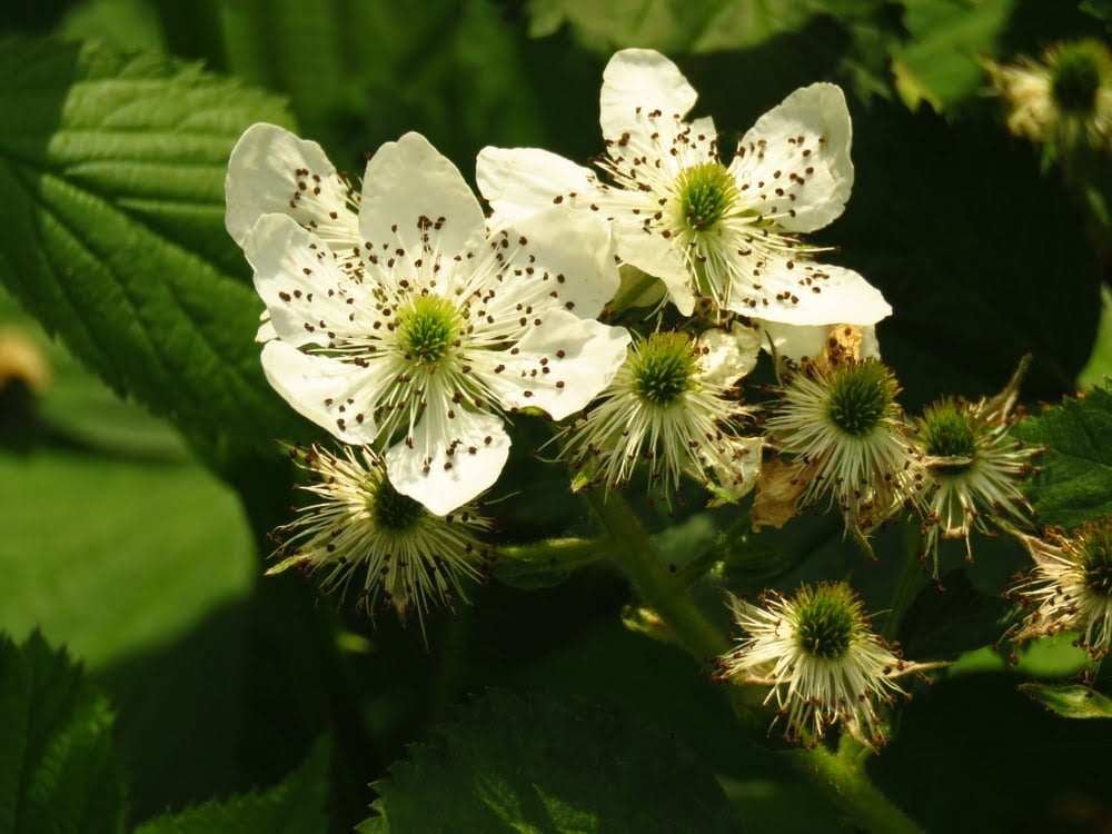 7 Beautiful Blackberry Blooms 7 Beautiful Blackberry Blooms