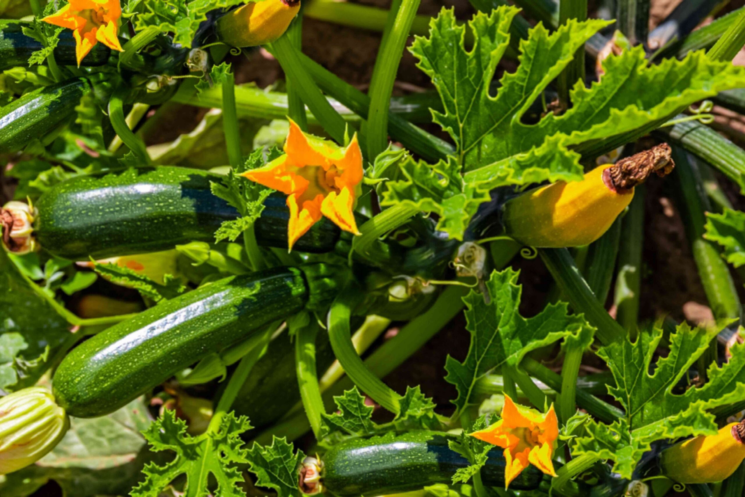 7 Plants to Avoid Planting Near Zucchini 7 Plants to Avoid Planting Near Zucchini