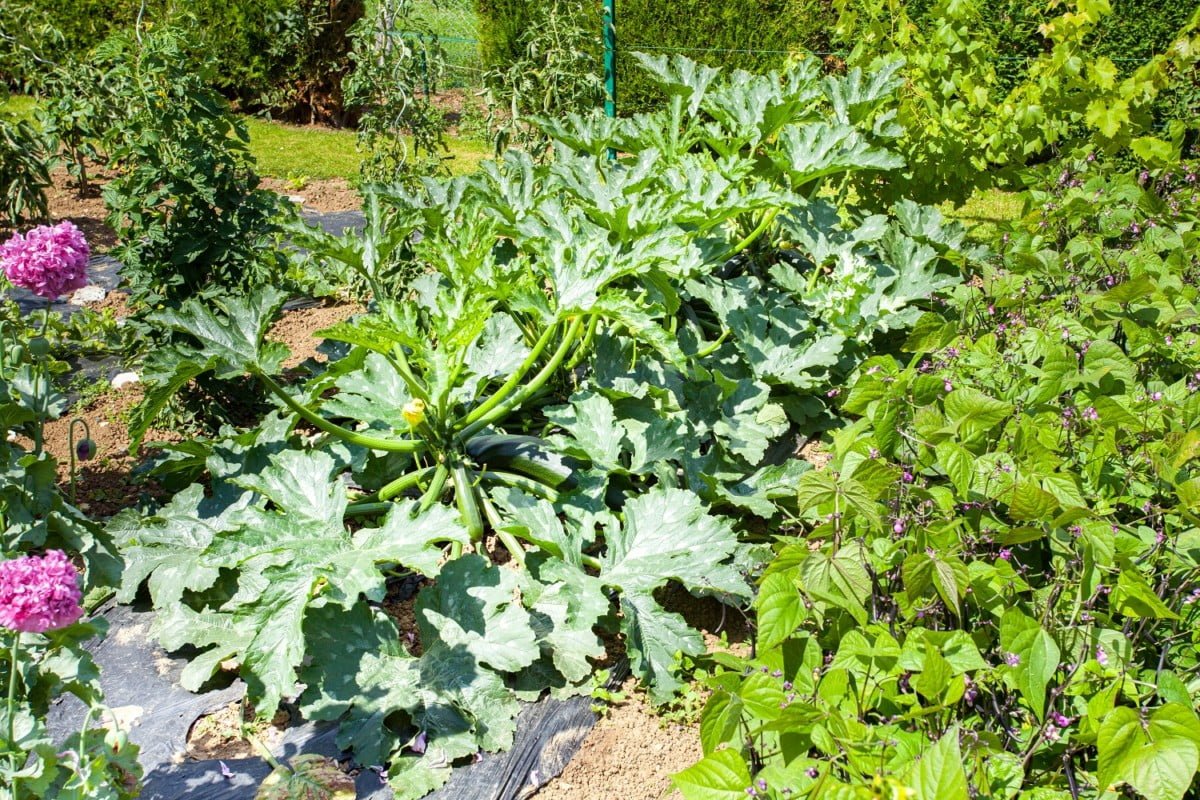 7 Plants to Avoid Planting Near Zucchini 7 Plants to Avoid Planting Near Zucchini