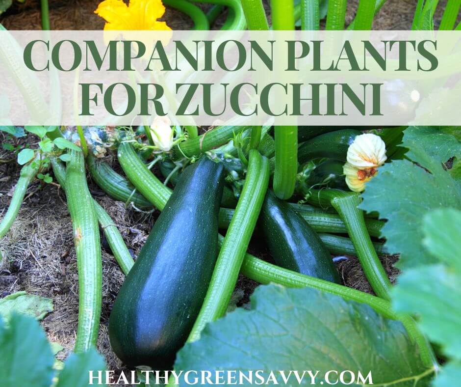 7 Plants to Avoid Planting Near Zucchini 7 Plants to Avoid Planting Near Zucchini