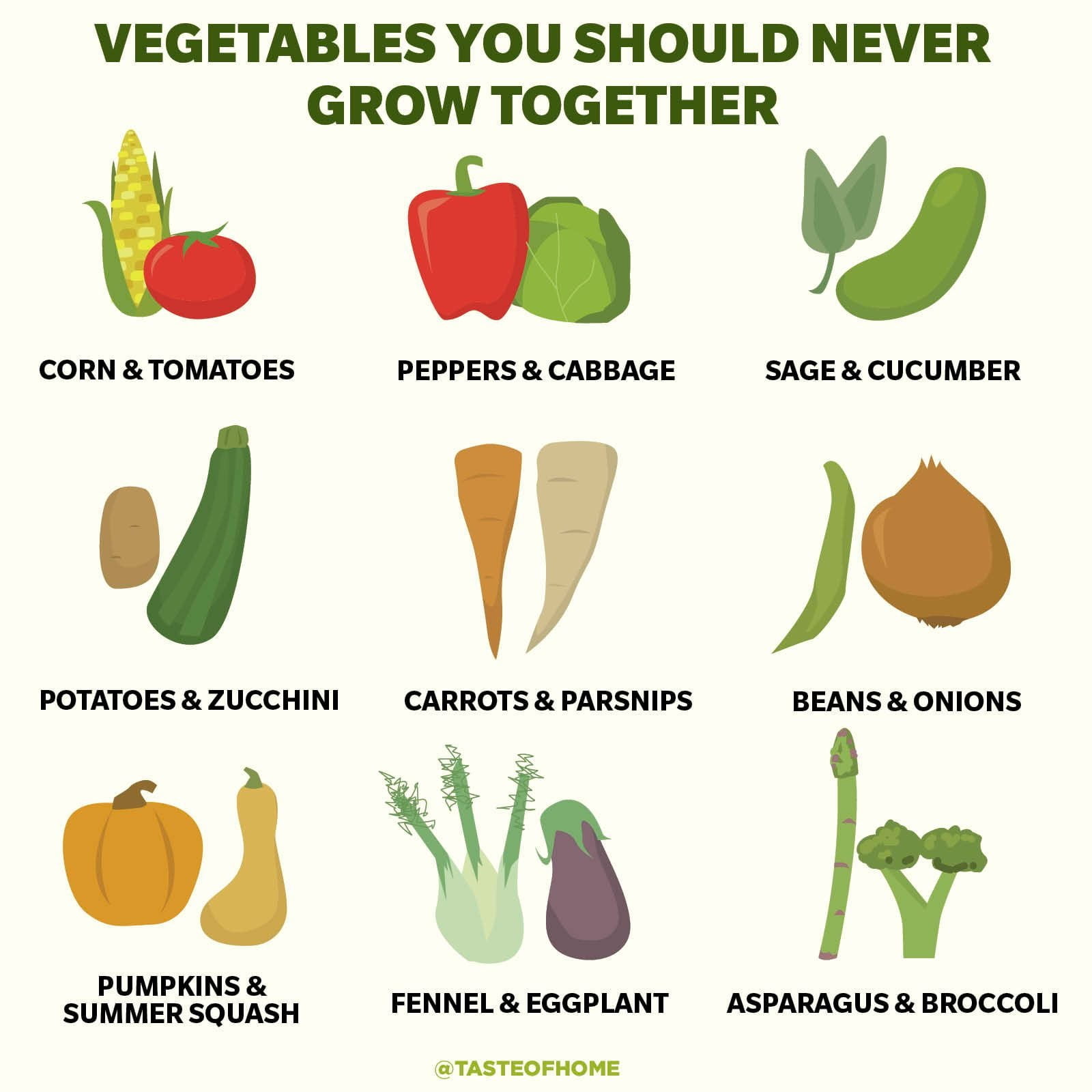 7 Plants to Avoid Planting Near Zucchini 7 Plants to Avoid Planting Near Zucchini