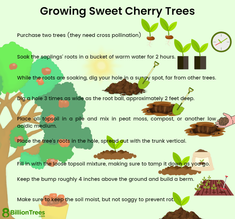 7 Steps to Successfully Grow Cherries from Seed 7 Steps to Successfully Grow Cherries from Seed