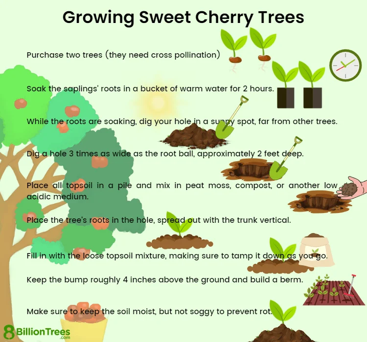 7 Steps to Successfully Grow Cherries from Seed