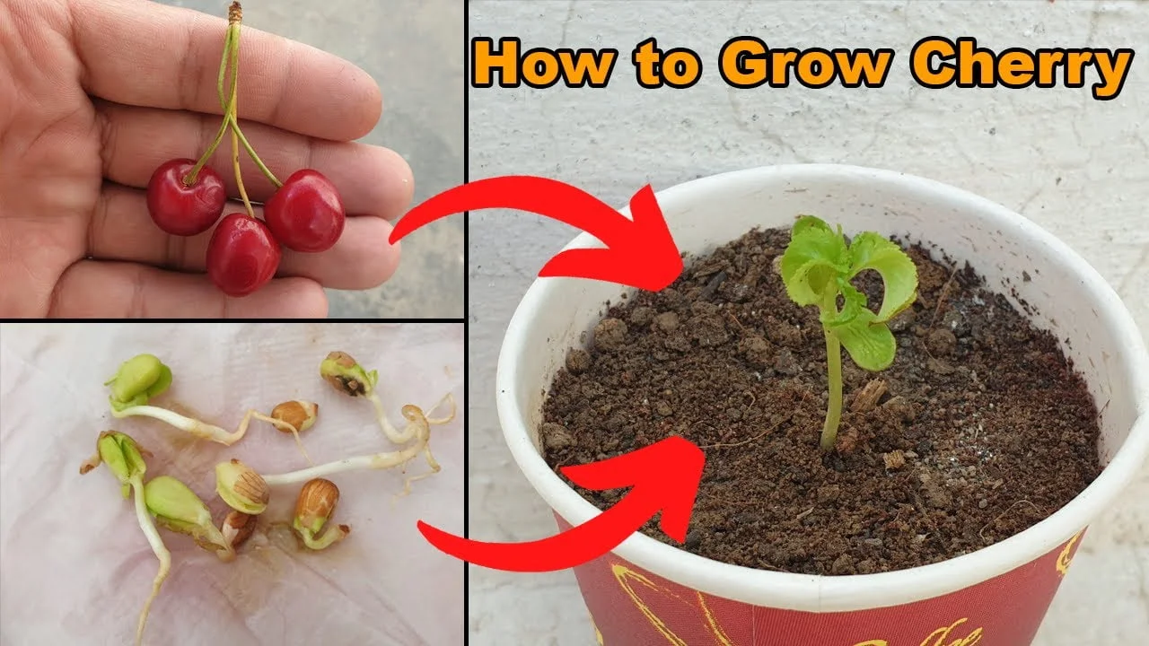 7 Steps to Successfully Grow Cherries from Seed